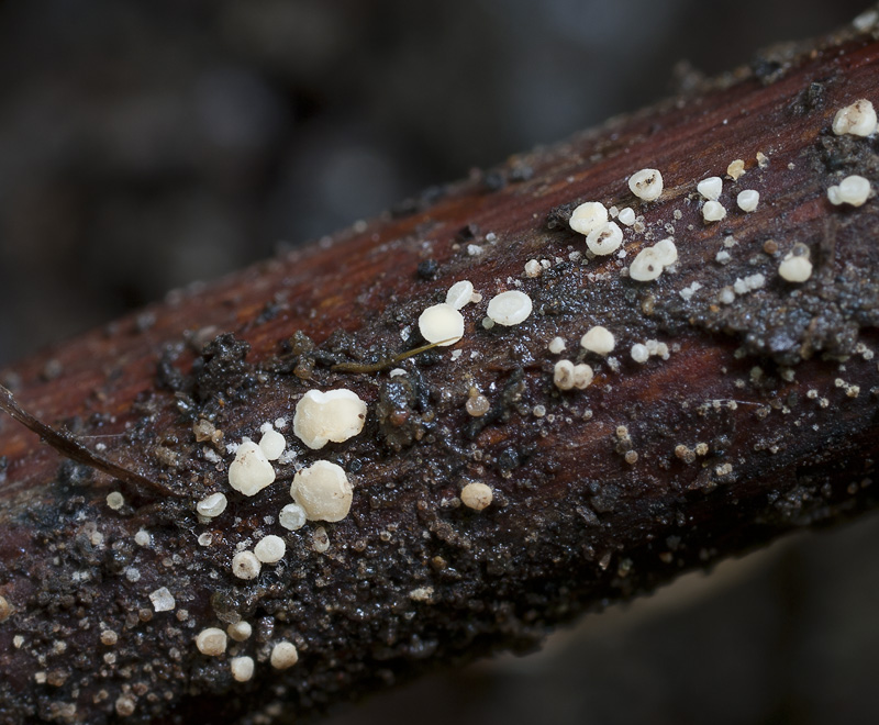 Calycellina separabilis